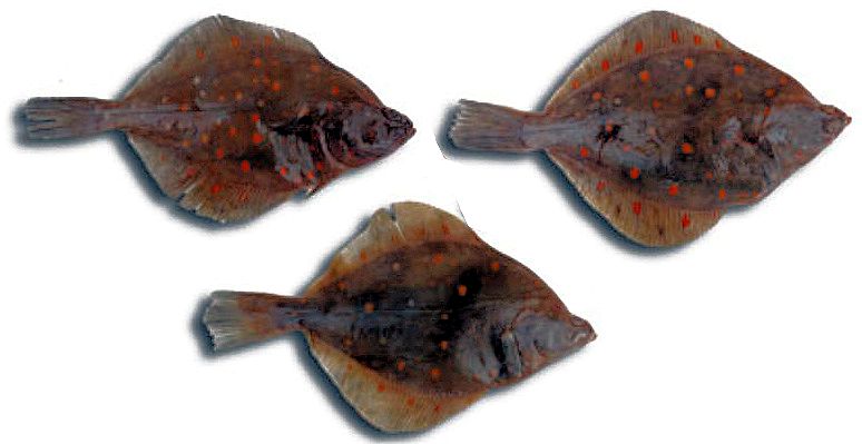 Pleuronectes platessa_010.jpg